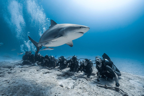 Playa del Carmen: Bucear con tiburones toroBuceo Tiburones toro Alimentándose