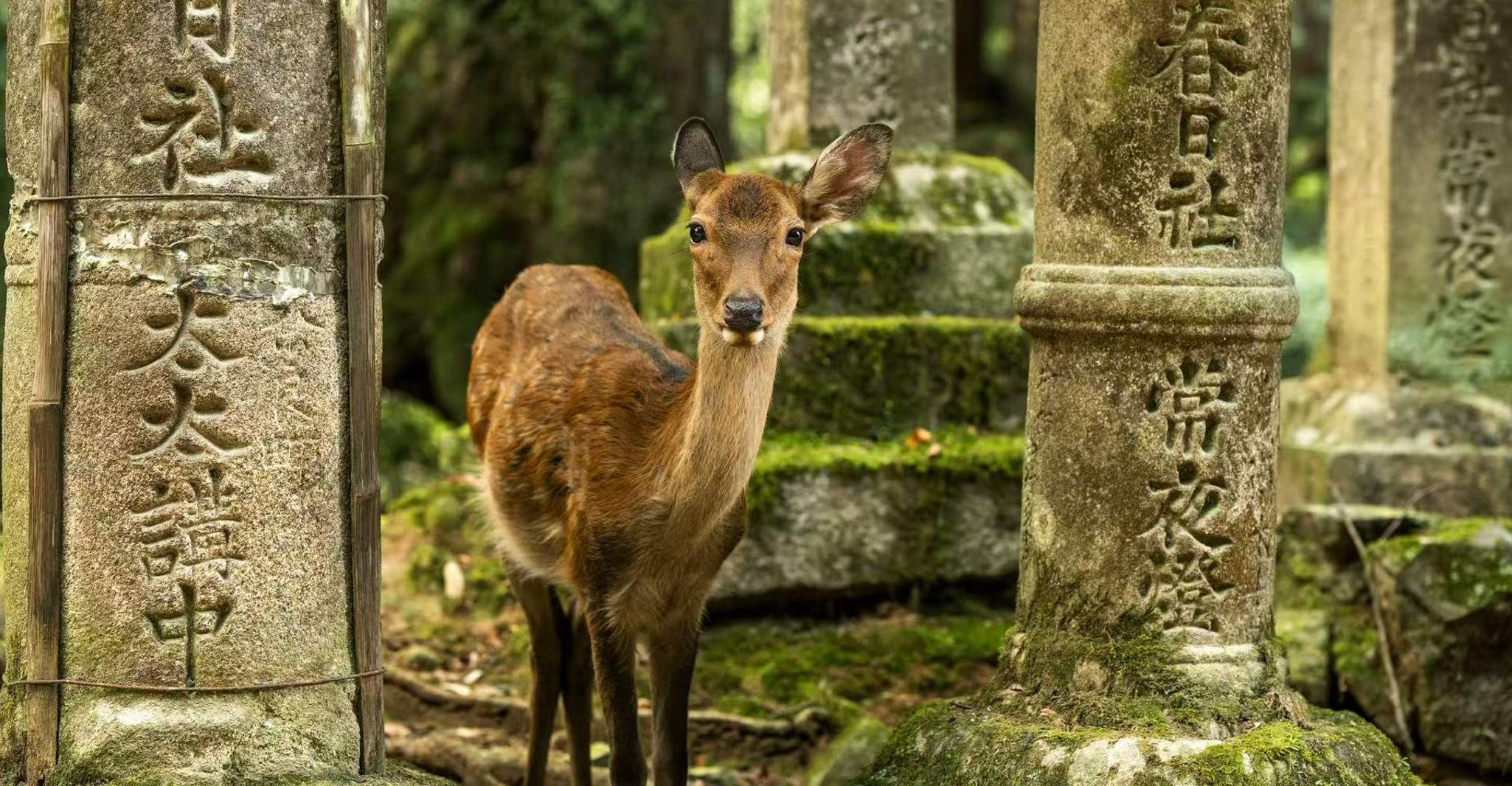 Osaka and Nara Customized Private tour with English Driver