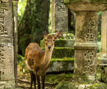 1 giorno da Osaka a Nara: fuga per trovare la pace con tempio e cervi