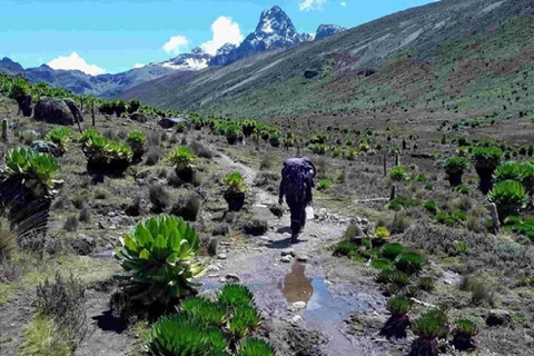 Da Nairobi: Escursione al Parco Nazionale del Monte Kenya con pranzo