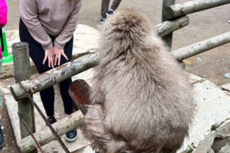 طوكيو جولة خاصة ليوم واحد في حديقة القرود الثلجية ومعبد زينكوجيجولة قرد الثلج ومعبد زينكوجي في سيا