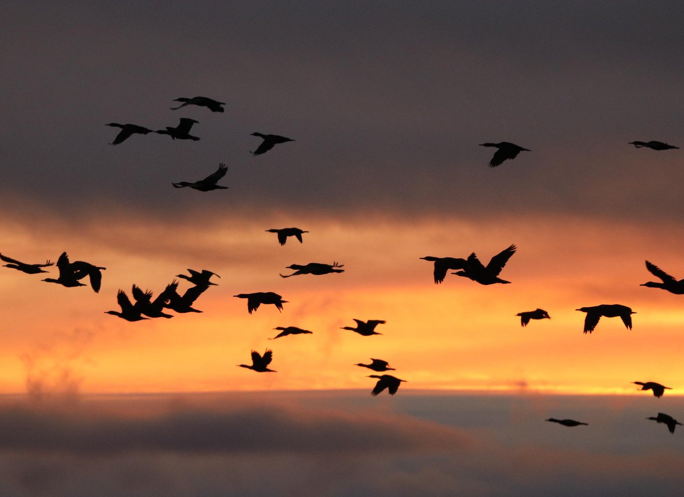 Reykjavik: Hvalsafari med midnatssol