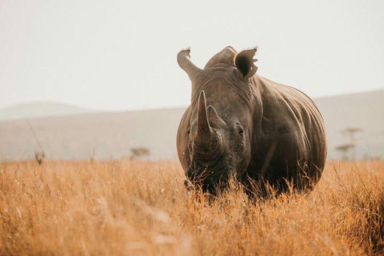 3-Day 2-Nights Maasai Mara Big 5 Safari All Inclusive