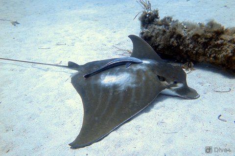 Double dive in Menorca: Discover Menorca's Marine Reserve