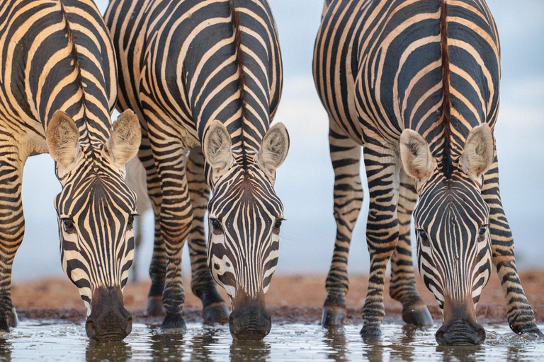 From Nairobi: Lake Nakuru National Park Safari Tour Landcruiser price