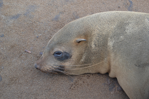 Cape Cross, Seals and River Desert Nature Tour [New Route]