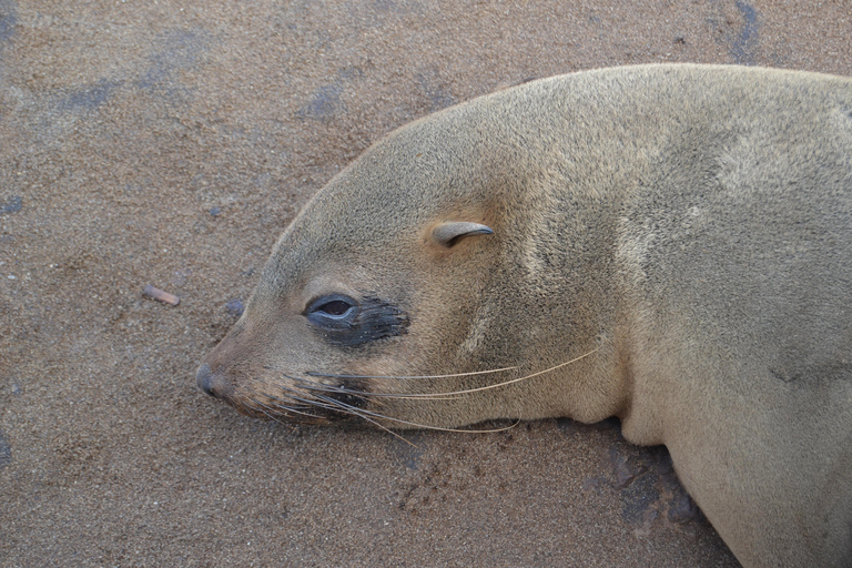 Cape Cross, Seals and River Desert Nature Tour [New Route]