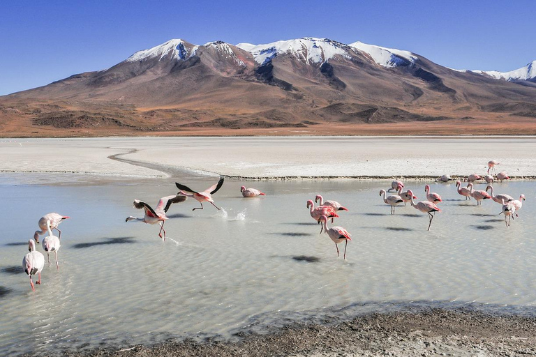 Nairobi: 3-Day Masai Mara & Lake Nakuru Safari Tour