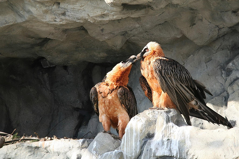 Innsbruck: Eintrittskarte für den Alpenzoo