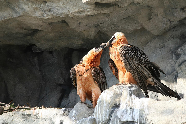 Innsbruck: Bilet wstępu do alpejskiego zoo