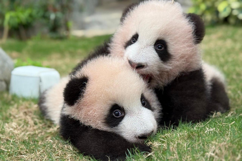 Hong Kong: ticket de acceso a Ocean Park + menú indio superiorTicket de entrada a Ocean Park + menú superior (OSTK0425)