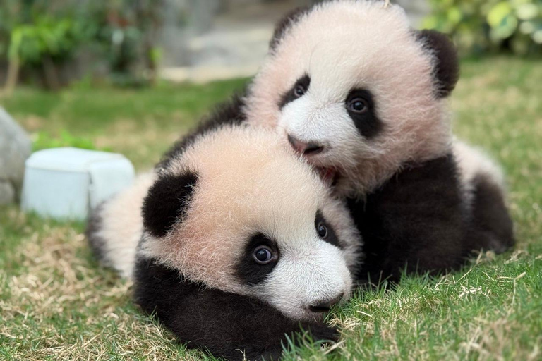 Hong Kong: ticket de acceso a Ocean Park + menú indio superiorTicket de entrada a Ocean Park + menú superior (OSTK0425)