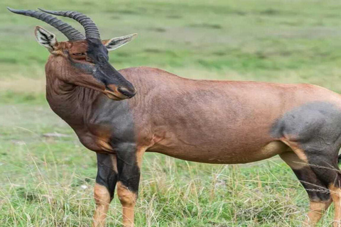 3-Day Maasai Mara Budget Shared Safari in a 4x4 Jeep