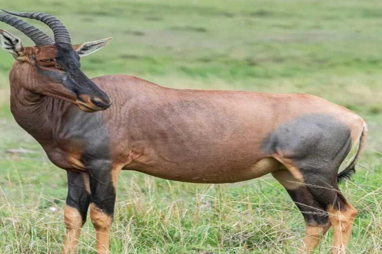 3-Day Maasai Mara Budget Shared Safari in a 4x4 Jeep