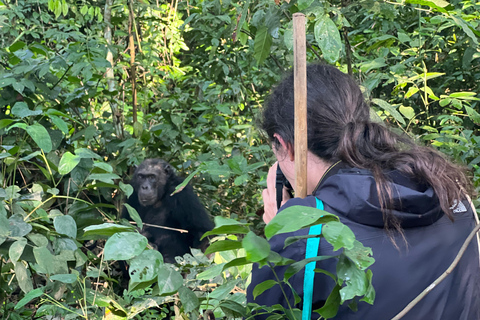 Excursion d&#039;une journée au lac Bunyonyi et dans la forêt de Kalinzu pour un trekking avec les chimpanzés