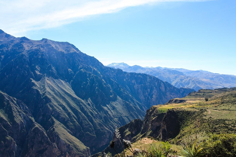 AREQUIPA: CAŁY DZIEŃ W KANIONIE COLCA