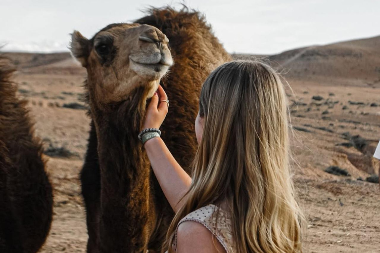 Marrakech: Agafay Desert Quad Bike, Camel Ride, Pool & Lunch Desert Agafay : Quad Biking, Camel Ride, Lunch & Pool