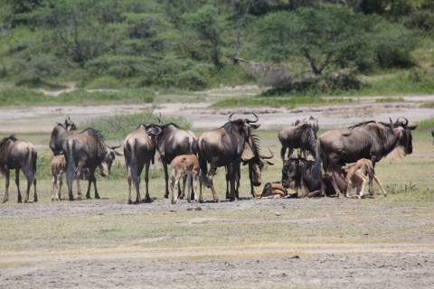 4 day best Serengeti adventure