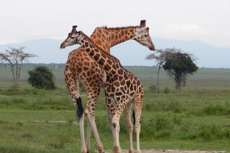 Nairobi National Park: 5 Hour Wildlife Viewing Experience