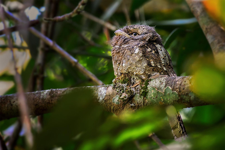 Rainforest Bird Photography Trek in Kitulgala