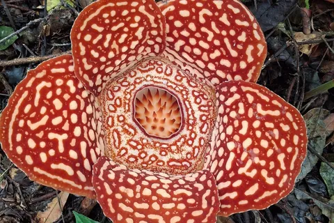 Tambunan: Rafflesia Flower Trekking with Rustic Lunch