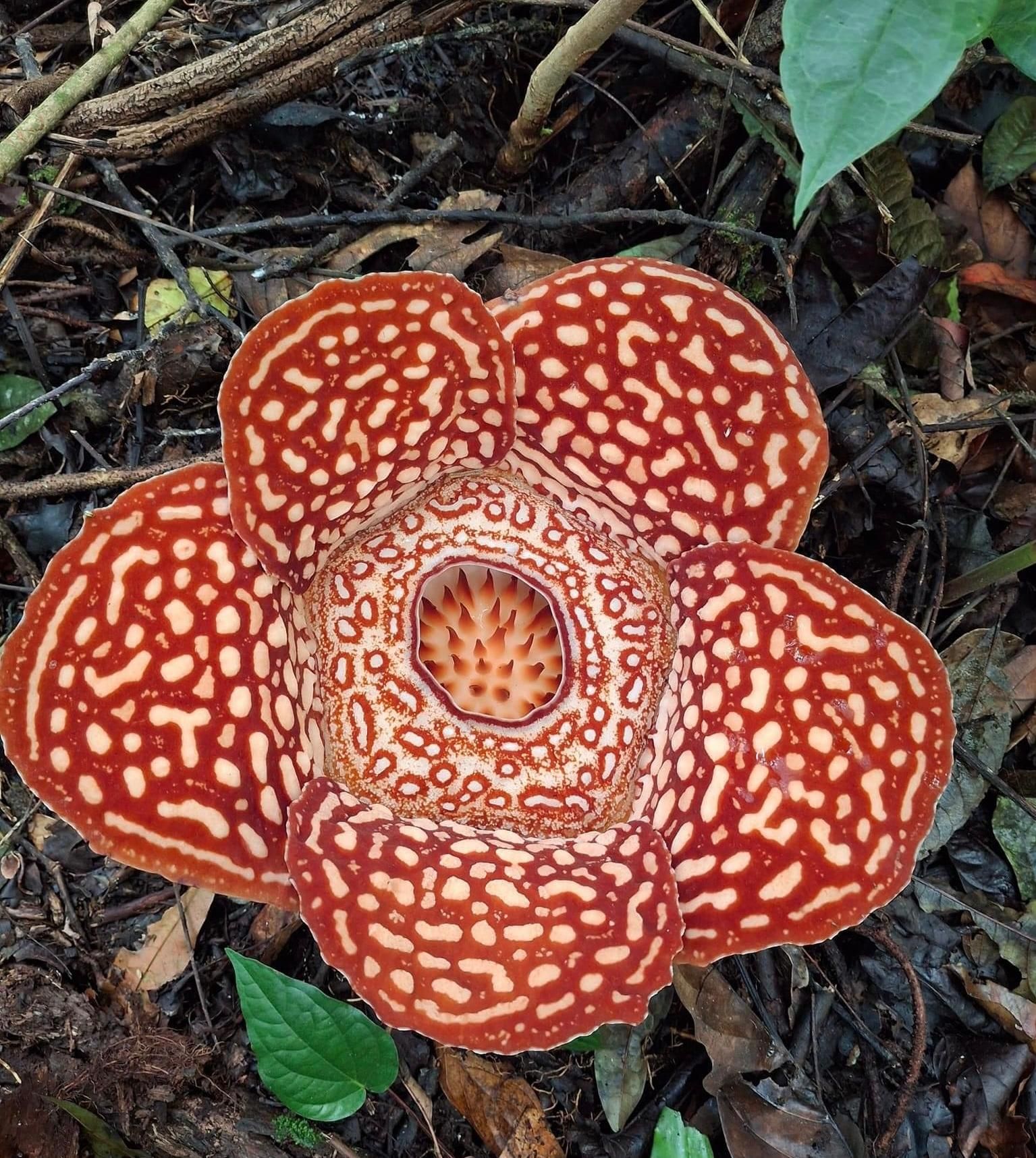 Tambunan: Rafflesia Flower Trekking mit rustikalem Mittagessen
