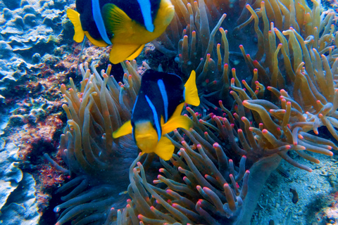 Muscat: Delfinskådning och snorkling