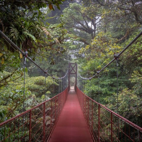 Visit From San José Monteverde Hanging Bridges & Santa Elena Tour in San Jose