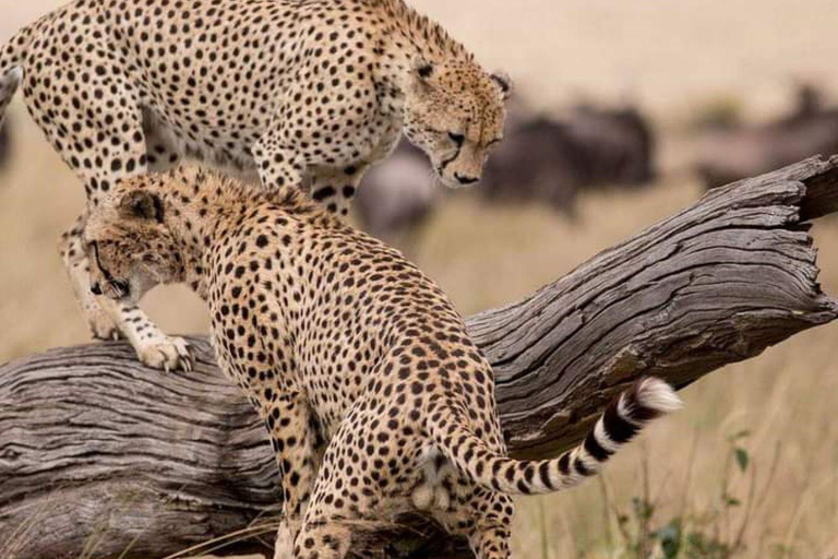 Demi-journée au parc national de Nairobi avec prise en charge gratuite