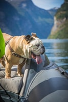 Geiranger, Guided Geirangerfjord Boat Trip Tour - Housity