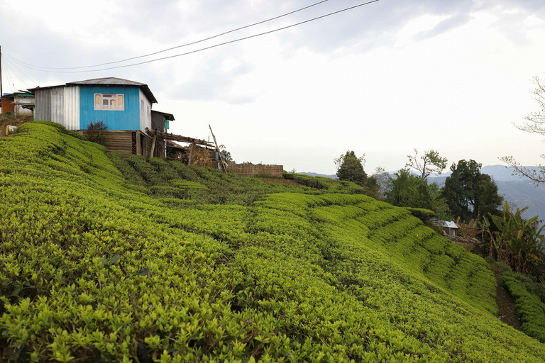 Tea Plucking & Tea Factory: Tour From Kandy