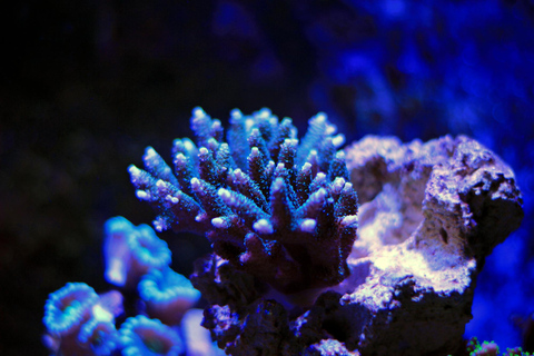 La Paz: Coral Farm Snorkel Tour