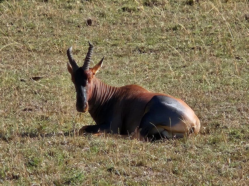 Days Wildlife Safari Masai Mara Lakes Nakuru And Naivasha Getyourguide