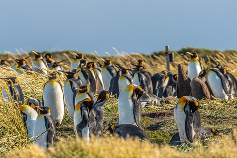 Punta Arenas: Full Day Tierra del Fuego & King Penguins