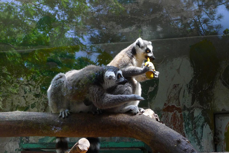 Pechino: Il biglietto d&#039;ingresso allo zoo di PechinoIl biglietto d&#039;ingresso combinato