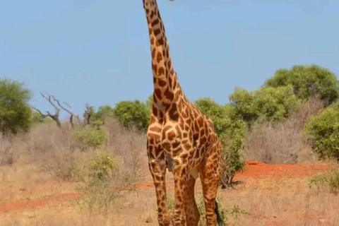 Mombasa: Tsavo East National Park Day Trip with Lunch