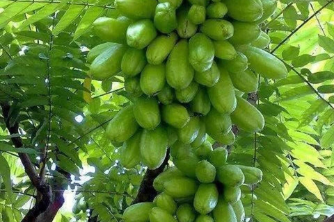 Zanzibar: Privat kryddodlingstur med lokal guide.Det här alternativet inkluderar upphämtning från hotell i Stone Town.