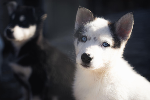 Arctic Highlights: Dogsledding & Reindeer Feeding Combo
