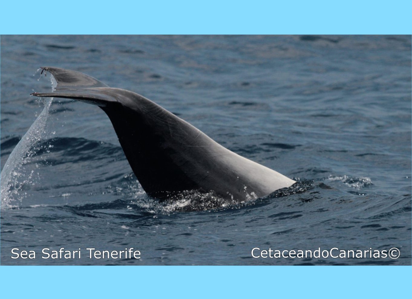 Puerto Colon: Speedbådscruise med delfin- og hvalsafari