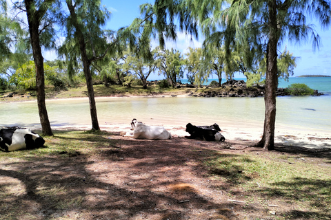 Autentyczna wycieczka z przewodnikiem na rowerze elektrycznym po północnym wybrzeżu