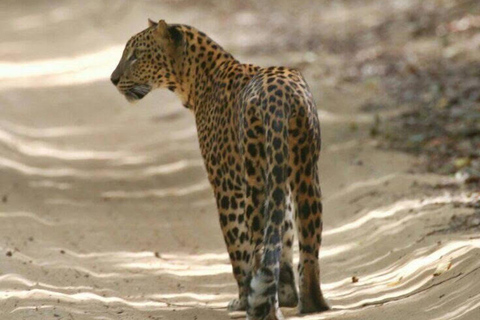 Colombo:Anuradhapura & Wilpattu Safari All Inclusive Tour Colombo: Anuradhapura & Wilpattu Safari only Transportation