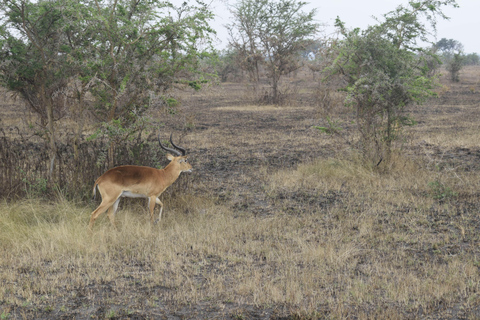 Murchison Falls Park: 3 daagse safari met Ziwa Rhino Sanctuary