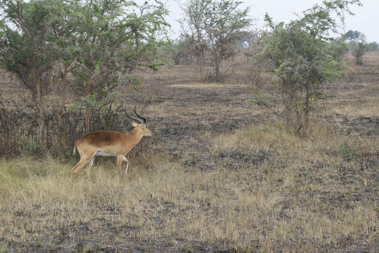 Parc des chutes de Murchison : safari de 3 jours avec le sanctuaire des rhinocéros de Ziwa