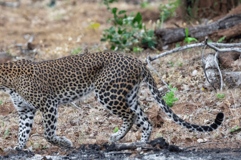 Anuradhapura: Wilpattu Safari, Kalu Diya Pokuna & Mihintale Stranded Budget Package