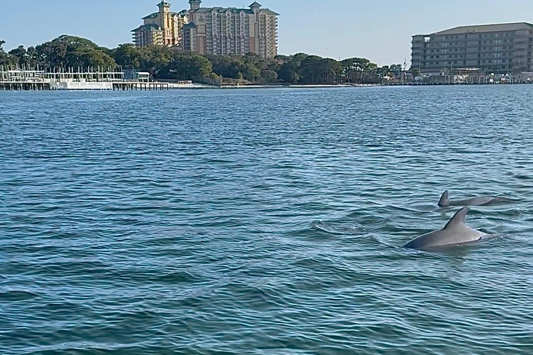 Destin: Destin Dolphin Harbor & Bay Boat Tour