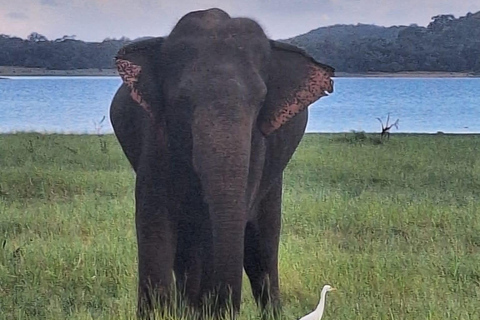 From Kandy: Sigiriya Rock Fortress & Dambulla Day Trip