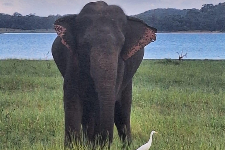 From Kandy: Sigiriya Rock Fortress & Dambulla Day Trip