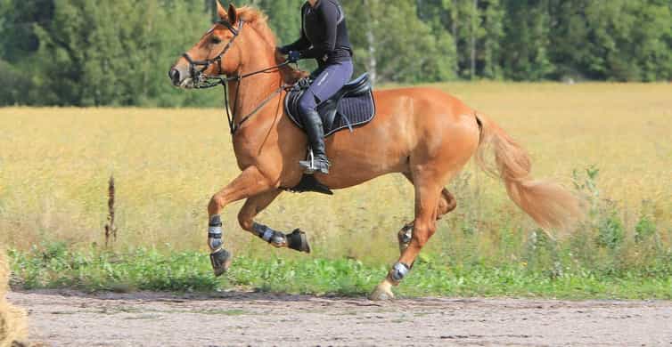 Pokhara Abenteuer auf dem Pferderücken GetYourGuide