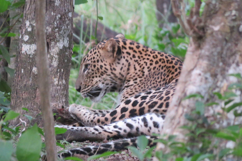 Z Galle/Mirissa/Hikkaduwa - Yala Safari - Wylot: Ella12-godzinne całodniowe safari w Parku Narodowym Yala