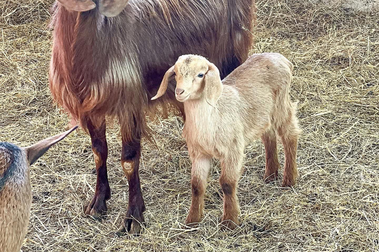 From Durres: Farmland, Vineyard &amp; Wine Tasting Tour